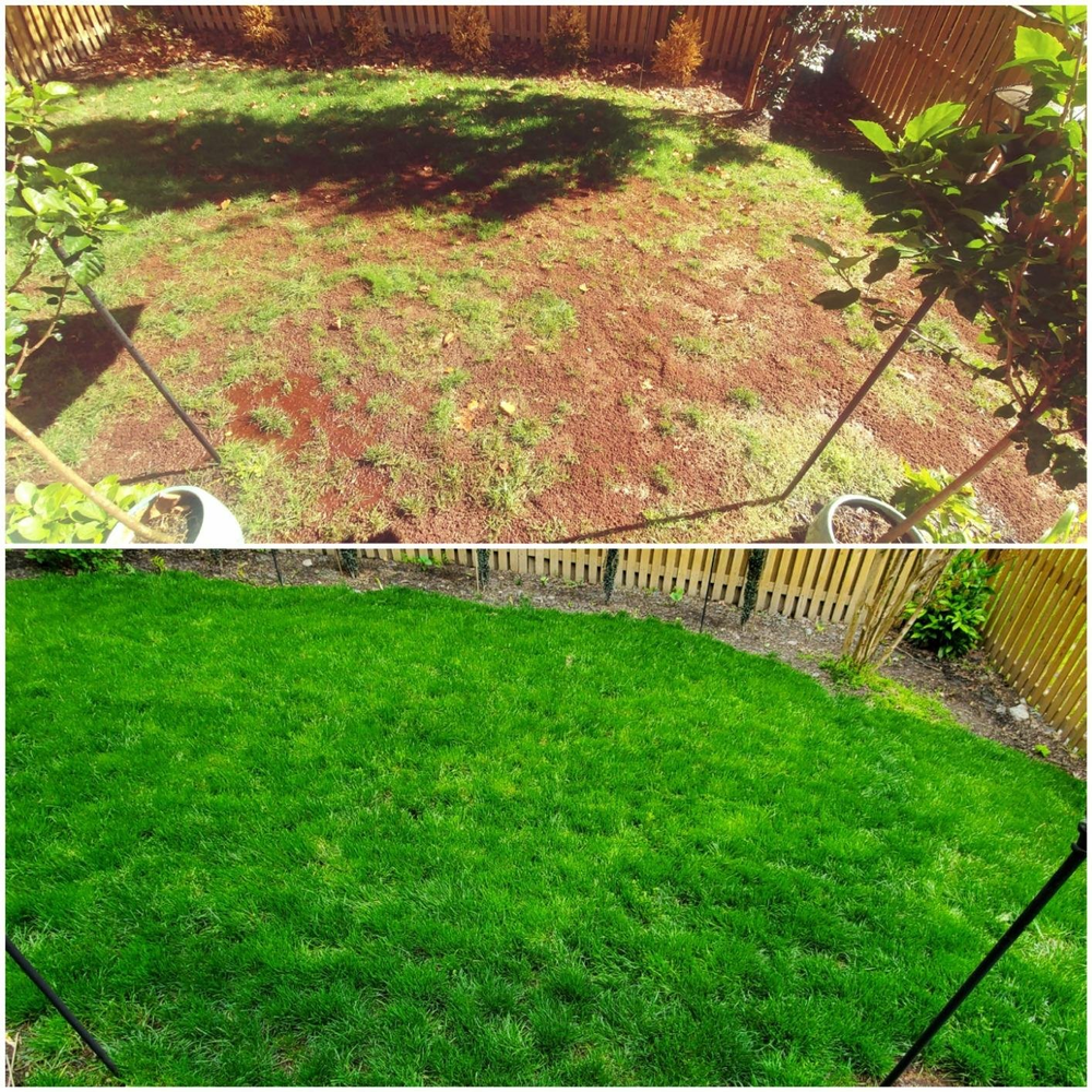 🌱2026 Evergreen Dwarf Grass Seed for Four Seasons